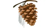 Cone & Associates